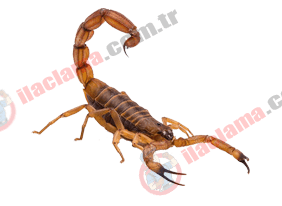 haşerehane böcek resim