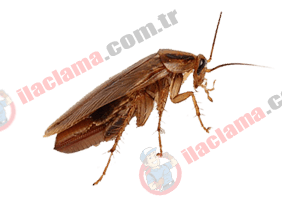 haşerehane böcek resim