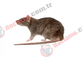 haşerehane böcek resim