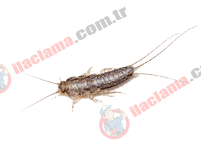 haşerehane böcek resim