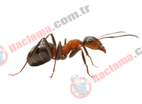 haşerehane böcek resim