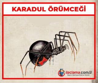 karadul örümceği