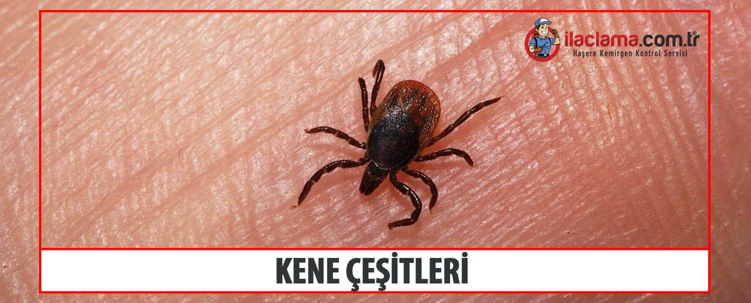kene çeşitleri