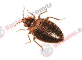 haşerehane böcek resim