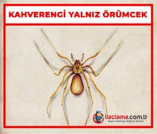 kahverengi yalnız örümcek