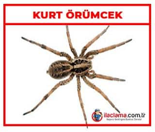 Kurt örümcek