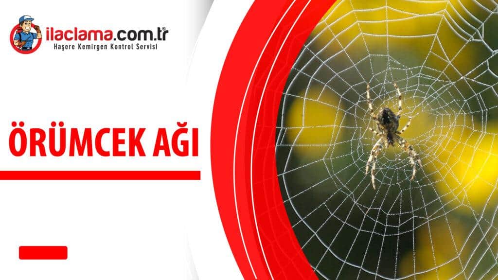 örümcek ağı