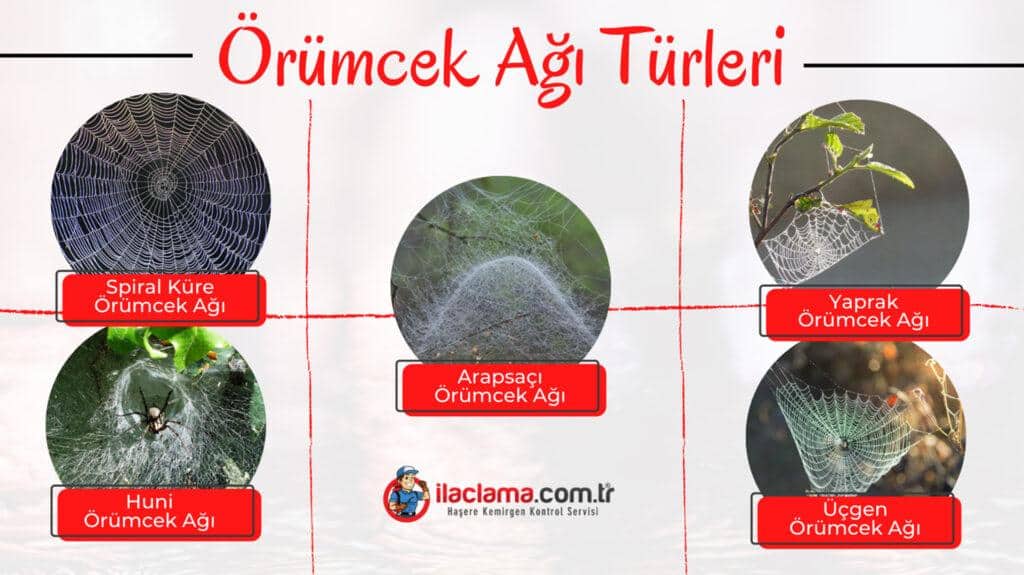 örümcek ağı türleri