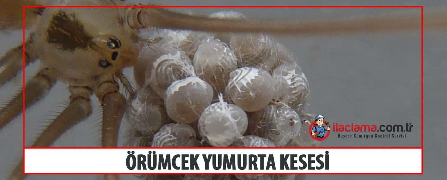 örümcek yumurta kesesi