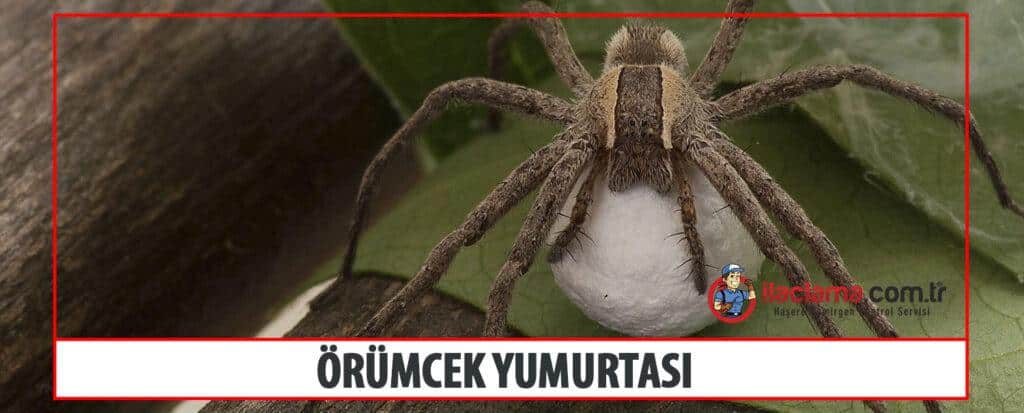 örümcek yumurtası