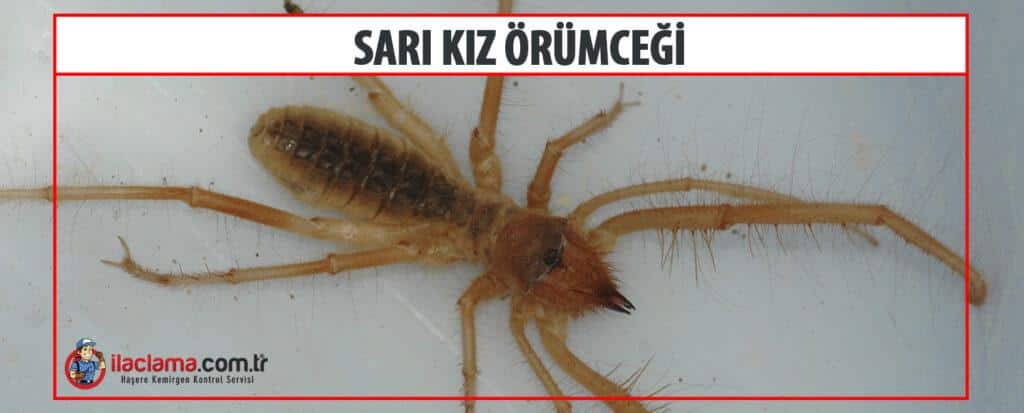 Sarıkız örümceği