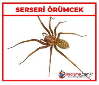 serseri örümcek