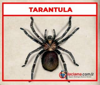 tarantula