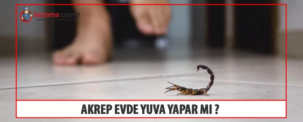 akrep evde yuva yapar mı