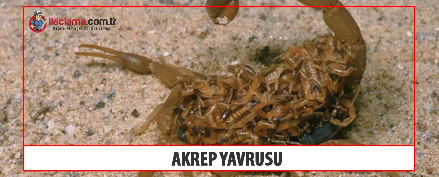 akrep yavrusu
