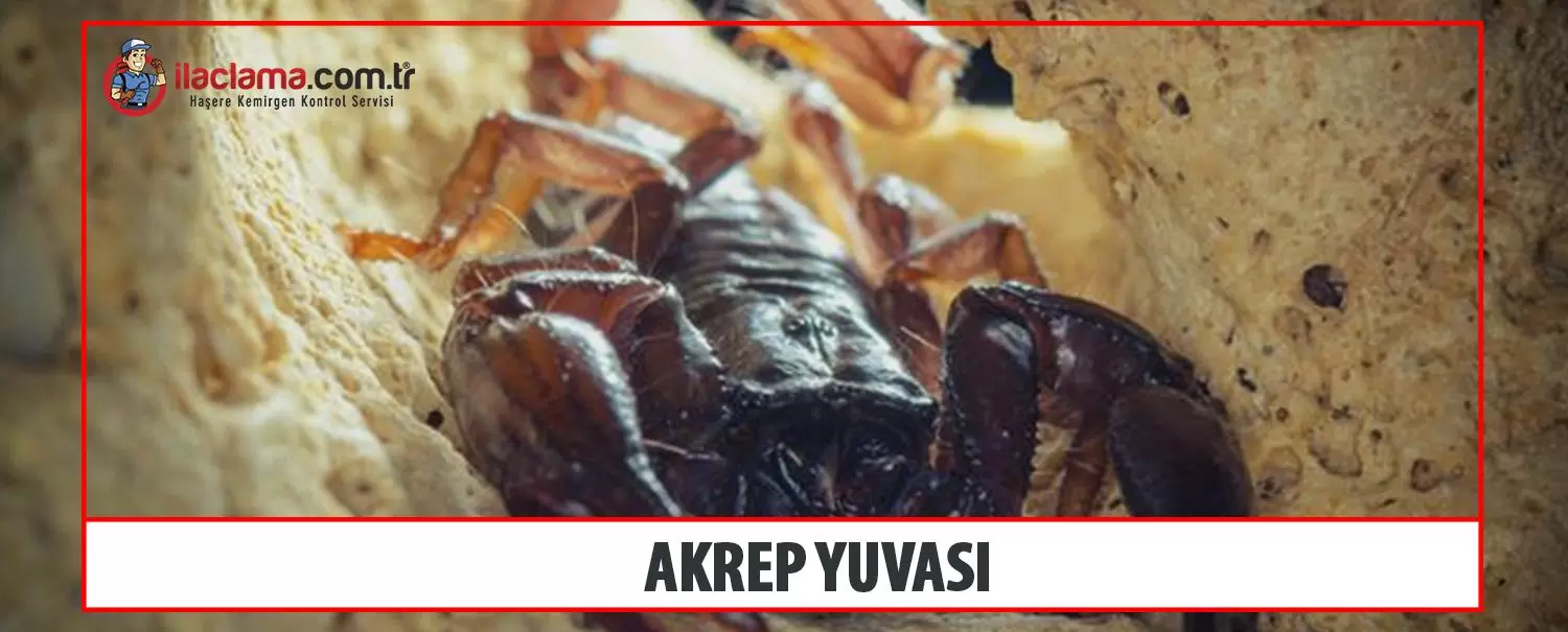 akrep yuvası