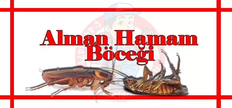 alman-hamam-böceği-ilaçlama, böcek-ilaçlama-fiyat-istanbul