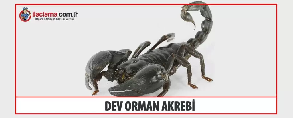dev orman akrebi