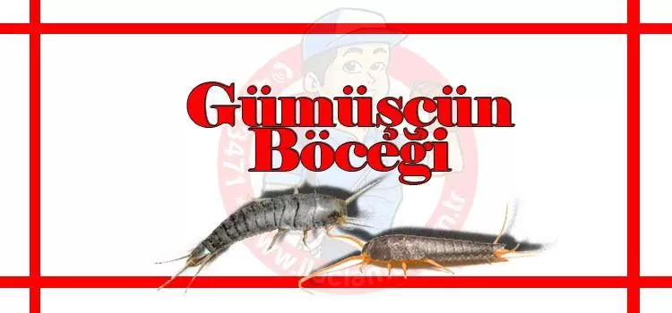 gümüşçün-böceği-ilaçlama, gümüşçün-ilaçlama-istanbul