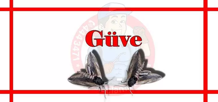 güve-ilaçlama-istanbul, güve-ilaçlama-fiyat