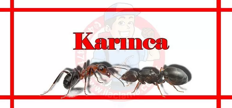 karınca-ilaçlama-fiyat, karınca-ilaçlama-istanbul