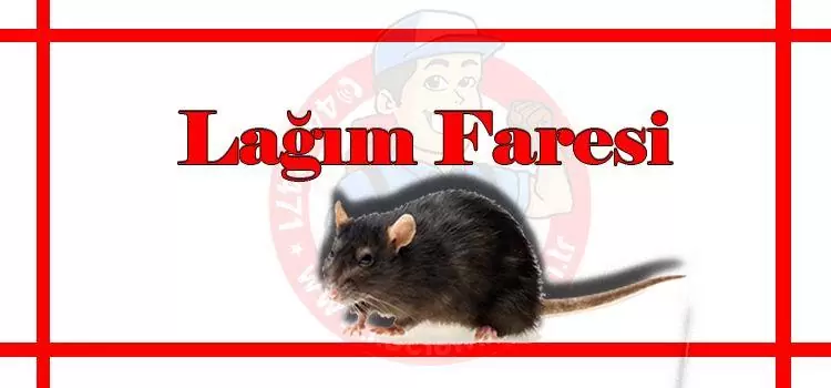 lağım-faresi-istanbul, lağım-faresi-fiyat