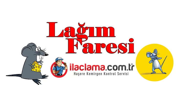 lağım-faresi, fare-ilaçlama
