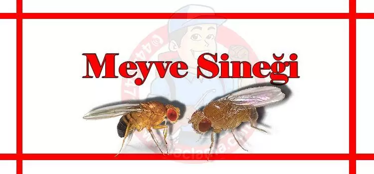 meyve-sineği-ilaçlama-istanbul, meyve-sineği-ilaçlama-fiyat