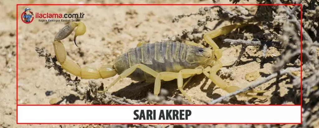 sarı akrep