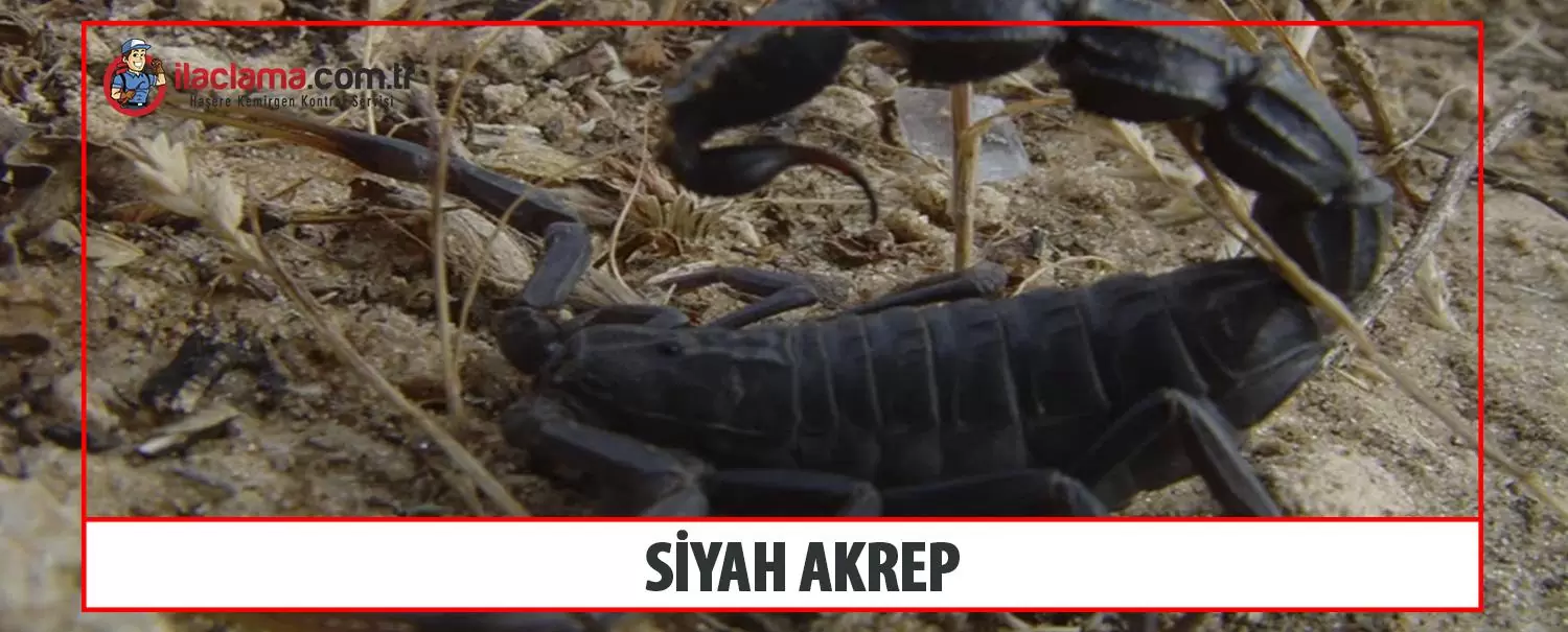 siyah akrep