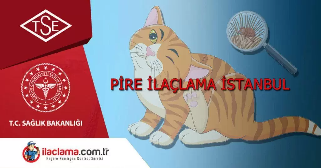 istanbulda kedi gibi evcil hayvanlardan kaynaklanan durumlarda pire ilaçlama hizmeti