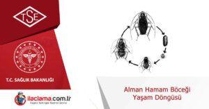alman-hamamböceği-yaşam-döngüsü