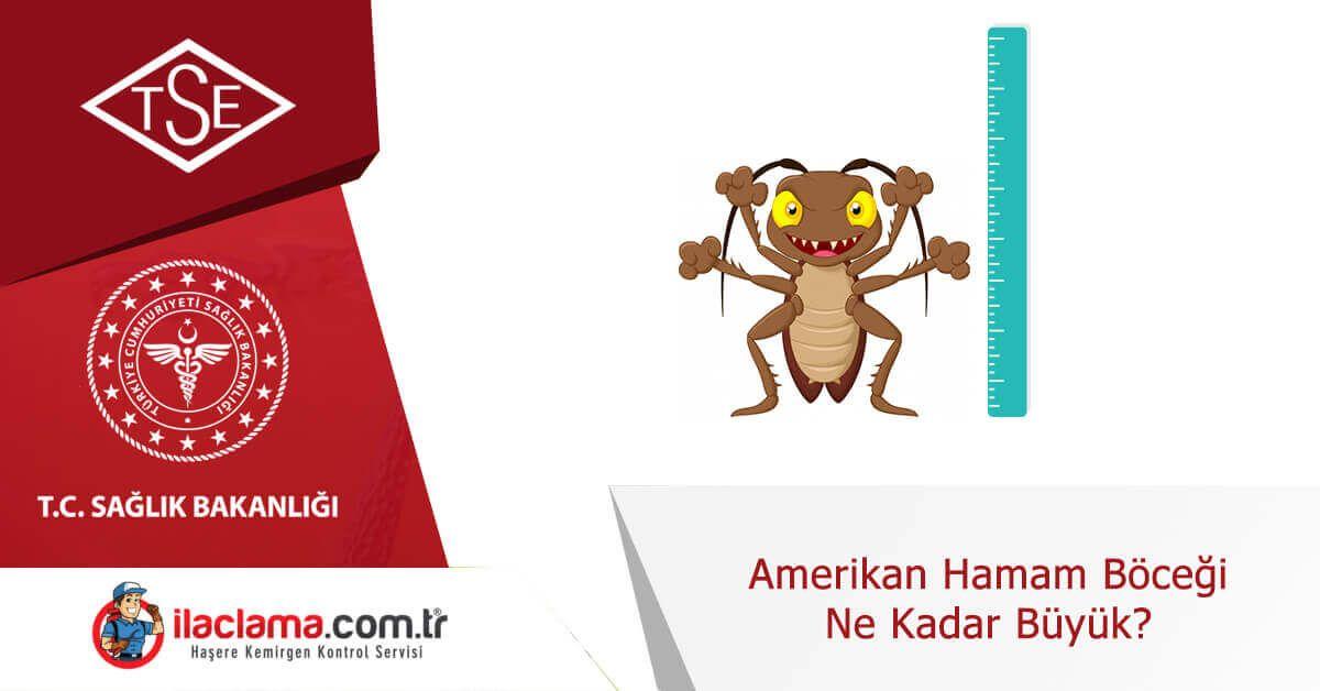 amerikan-hamamböceği-ne-kadar-büyük