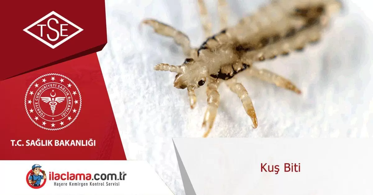 kuş-biti