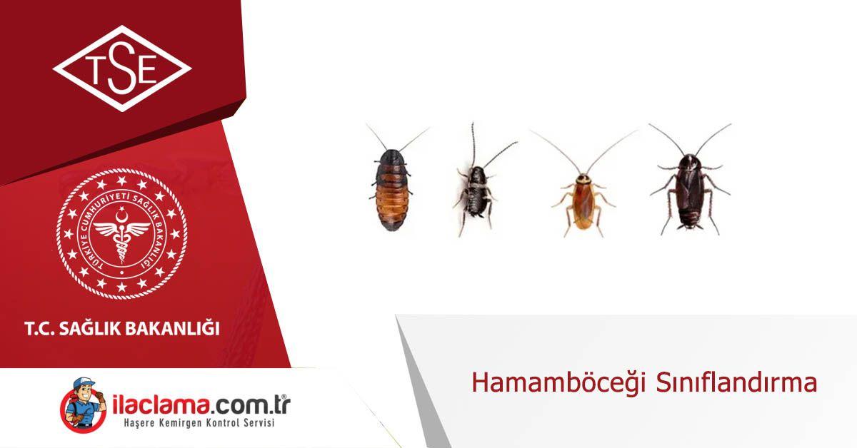 hamamböcegi-sınıflandırma