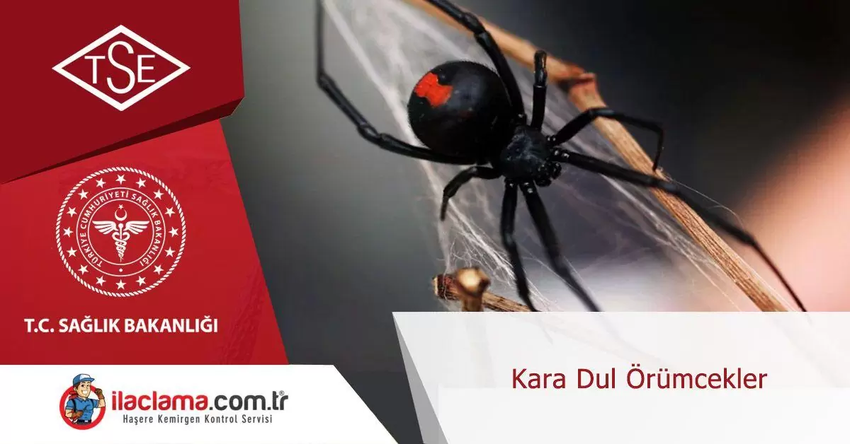 kara-dul-örümcekler