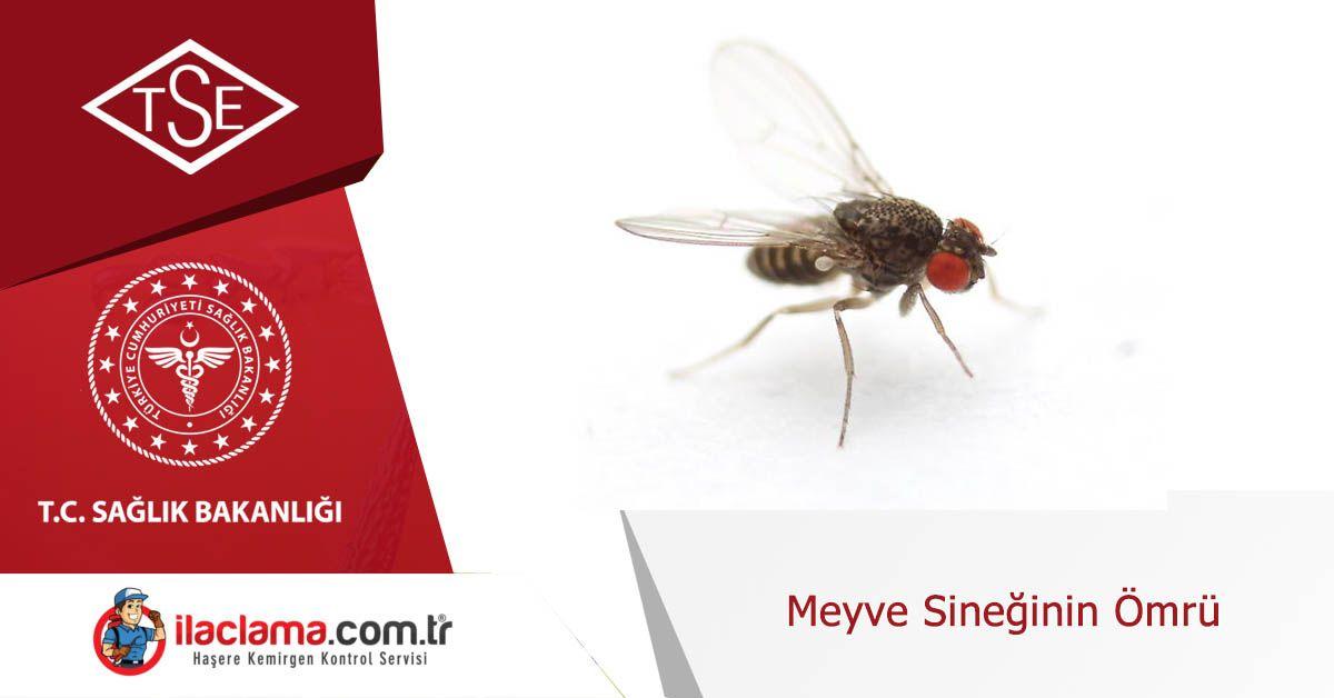 meyve-sineginin-ömrü