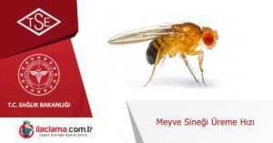 meyve-sinegi-üreme-hızı