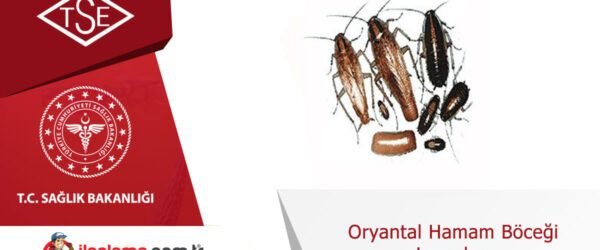 Oryantal Hamam Böceği Larvaları
