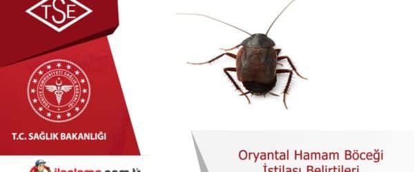 Oryantal hamam böceği istilası belirtileri