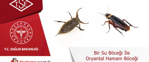 Bir Su Böceği ile Oryantal Hamam Böceği Arasındaki Farklar
