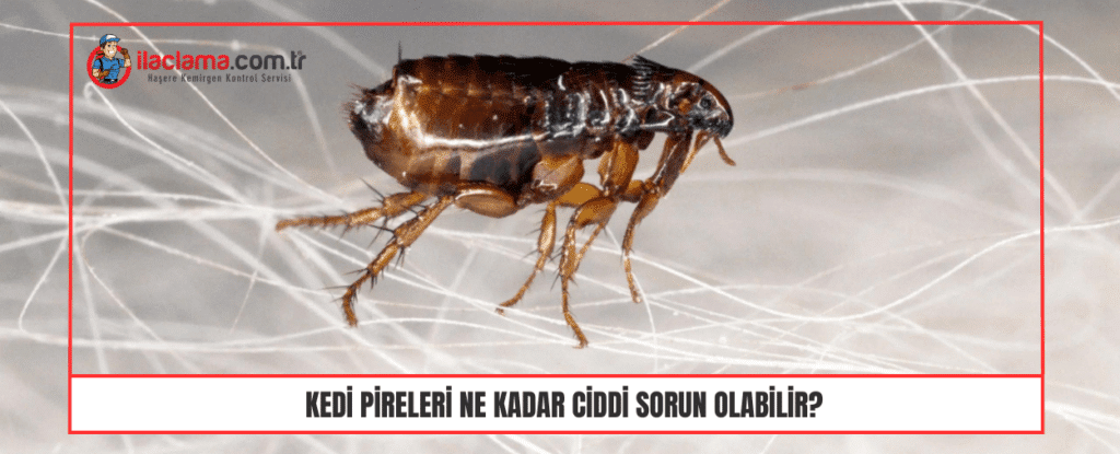 Kedi Pireleri Ne Kadar Ciddi sorun olabilir