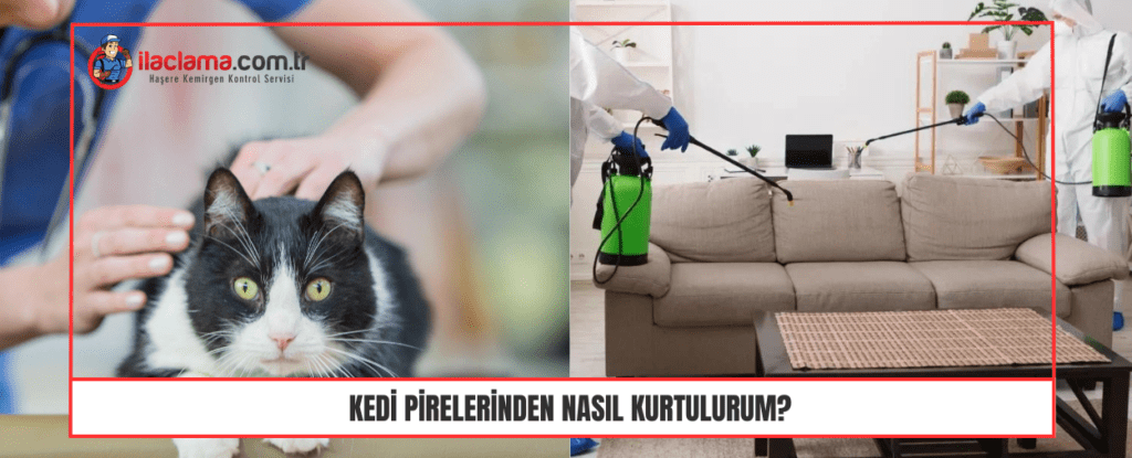 Kedi Pirelerinden Nasıl Kurtulurum