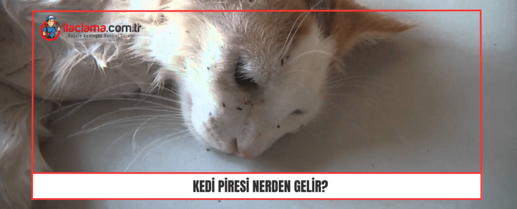 Kedi Piresi Nerden Gelir