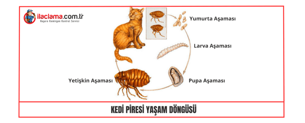 Kedi Piresi Yaşam döngüsü