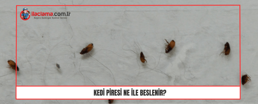 Kedi Piresi ne ile beslenir