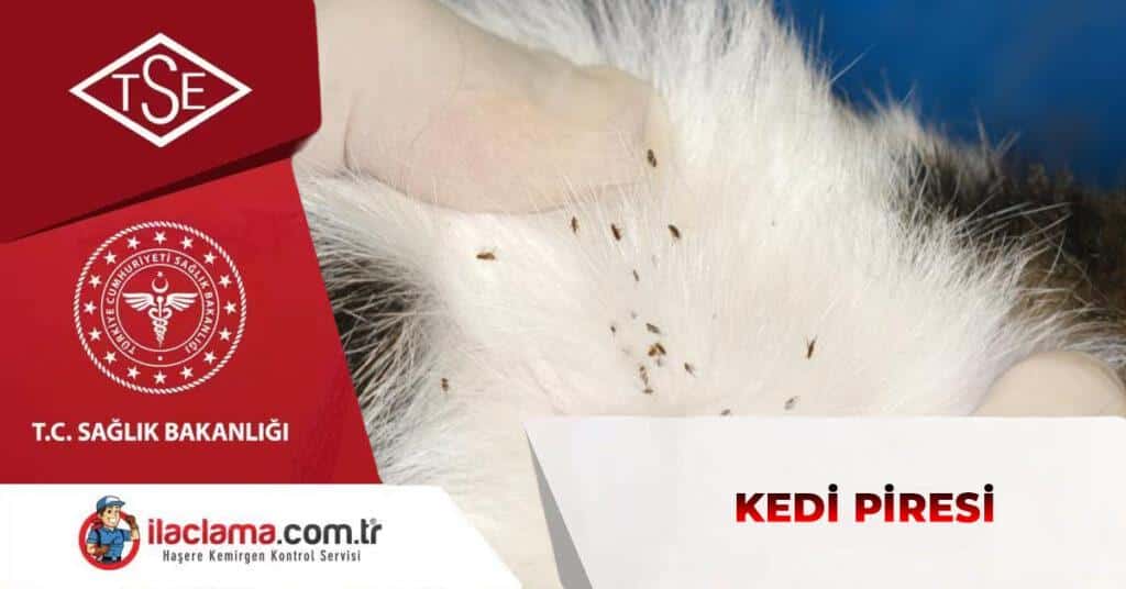kedi piresi