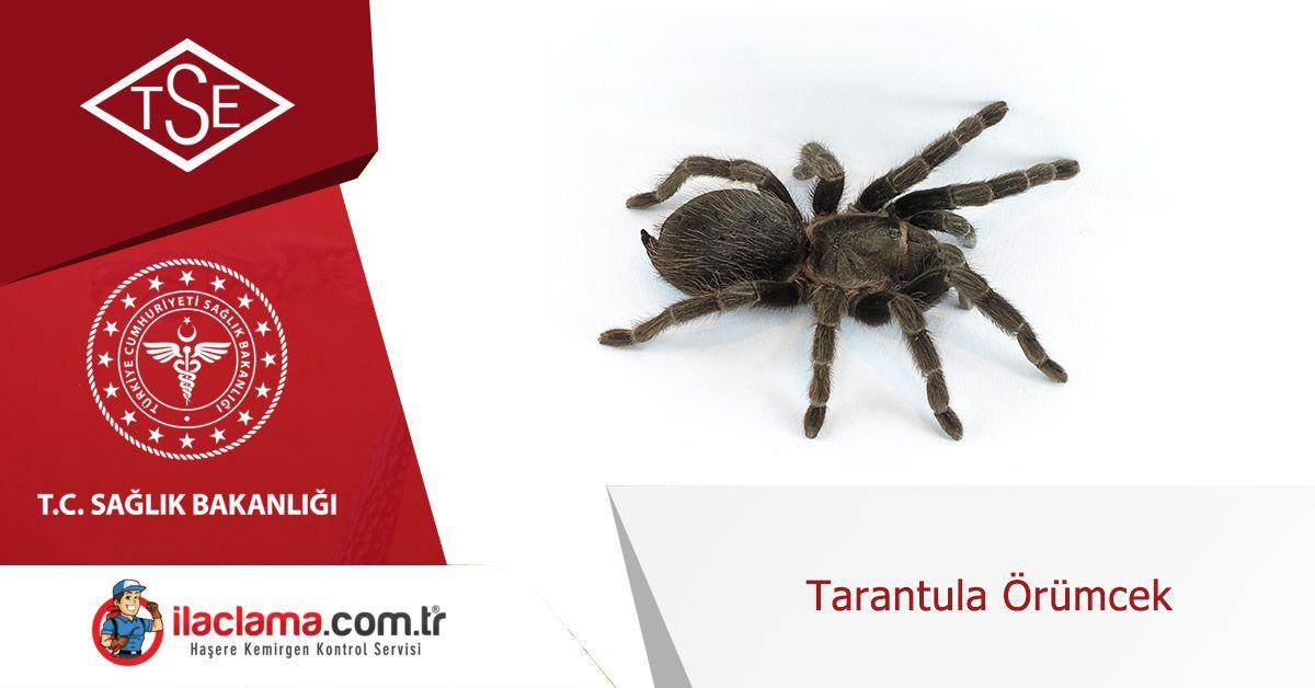 tarantula orumcek bilgiler bocek ilaclama sirketi ilaclama com tr