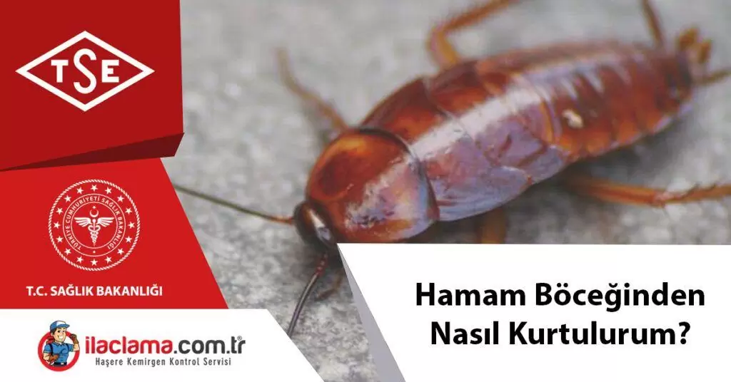 hamam böceğinden nasıl kurtulurum ?