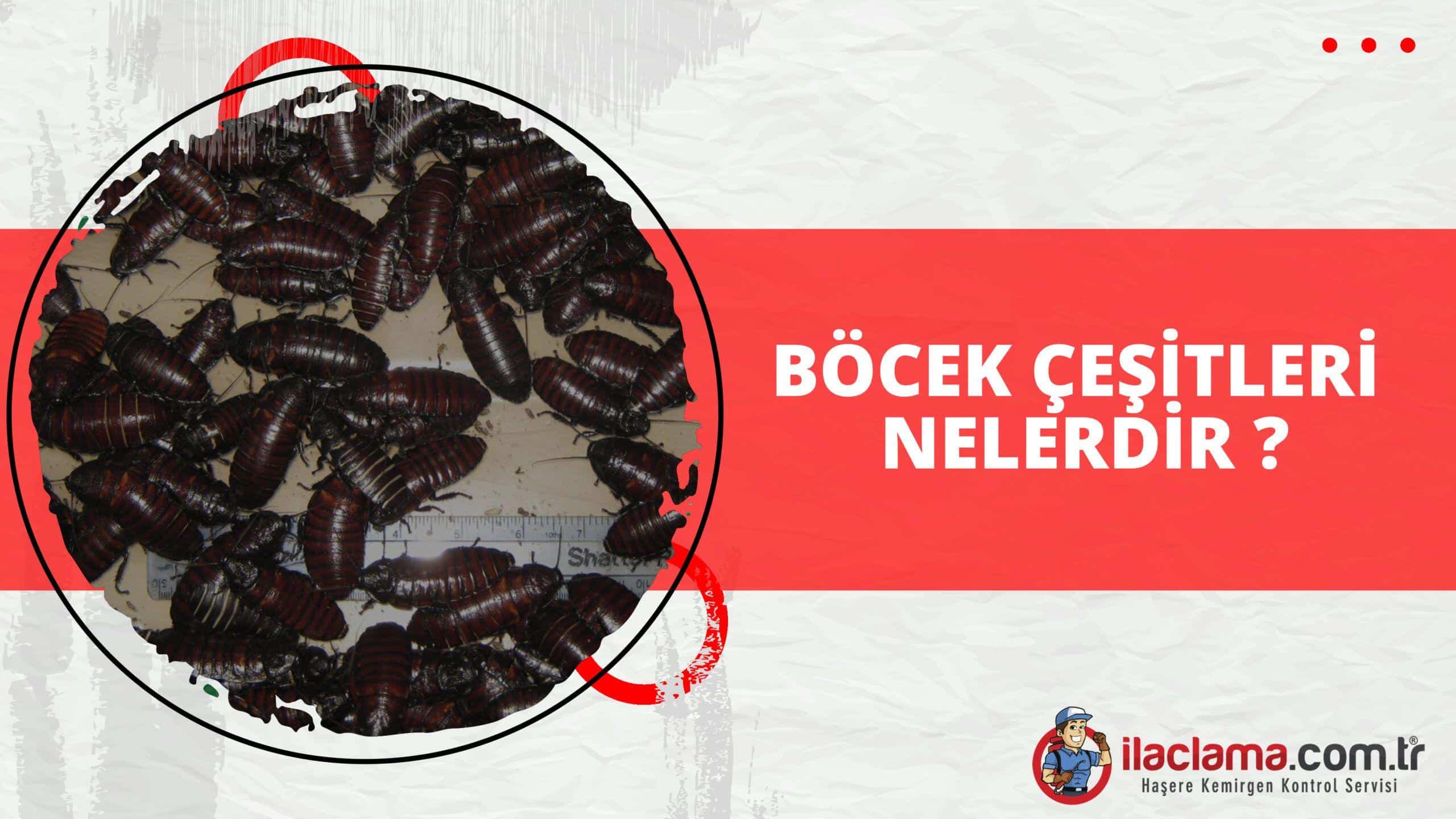 bocek cesitleri nelerdir ulkemizde bulunan bocekler ilaclama com tr